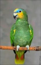 Заведите попугая Венесуэльский Амазон