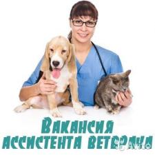 Ассистент ветеринарного врача