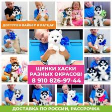 Продам красивых собачек сибирских хаски!)