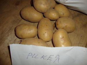 Семенной картофель в ассортименте в розницу овощи фрукты Ленинградская область СПб