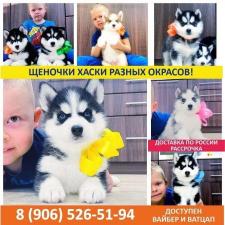 Сибирский хаски - продам щенков разных окрасов