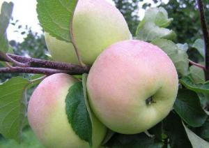 Яблоко свежее Женеава
