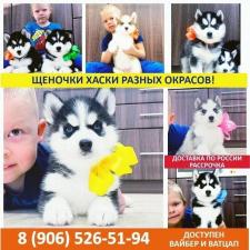 Шикарные щенята сибирские хаски)))