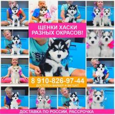 Лучшие щенки сибирские хаски - большой выбор