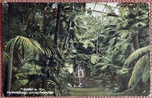 Антикварная открытка "Франкфурт. Ботанический сад. Пальмовая оранжерея". Германия