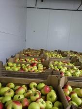 Купить яблоки оптом из Краснодара