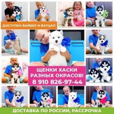 Сибирские хаски в продаже щенята с документами