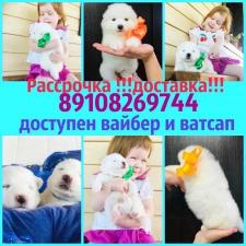 Красивые малыши самоедские мишки в продаже)))