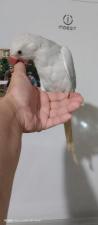 Ожереловый попугай ручной птенец выкормыш
