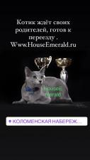 Русский голубой кот с документами