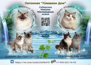 Котята Невской маскарадной кошки из питомника