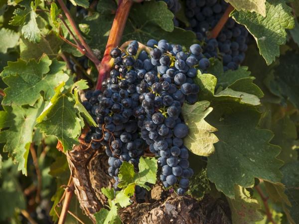 Виноградник с винодельней под Таррагоной