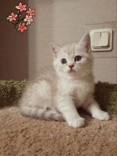 Жасмин прелестный британский котенок окрас шиншиллы