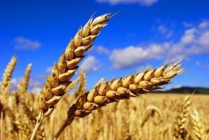 Пшеница 3 класса