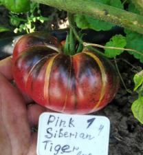 Семена экзотических(и не только) сортов томатов
