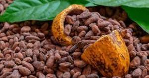 Какао бобы из Перу
