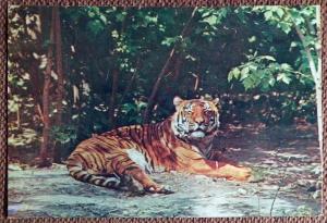 Открытка "Южно-китайский тигр". 1982 год