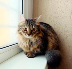 Сибирский котенок кошечка в добрые руки