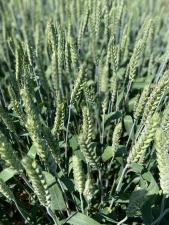 Озимая пшеница, ячмень и тритикале элита и репродукции