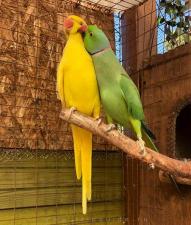 Ожереловые попугаи и оптом разные виды.