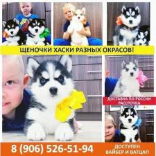 Сибирский хаски яркие щеночки в продаже