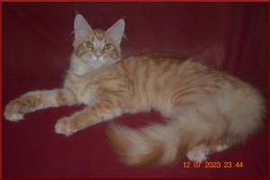 Красная кошка мейн-кун - солнце в вашем доме