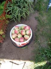 Вкусные яблоки со своего огорода
