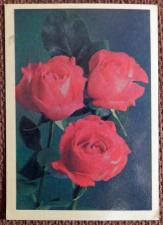 Карманный календарь. Розы. Цветы. 1987 год