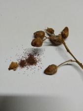 Семена табака Вирджиния