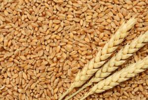 Закупаем c/х продукцию :пшеницу,ячмень,горох,рапс....