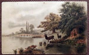 Антикварная открытка "Олени на водопое"