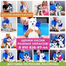 Сибирский хаски в продаже щенята