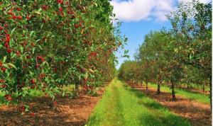 Интенсивный черешневый сад 34 гектара Тихорецк