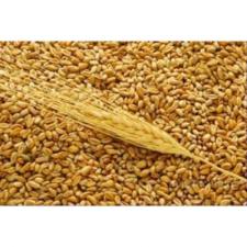 Пшеница мягкая внеклассная