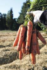Морковь натуна F1 1,8-2,0 (1 000 000 семян) Bejo