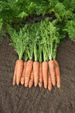 Морковь белградо F1 2,2-2,4 (1 000 000 семян) Bejo