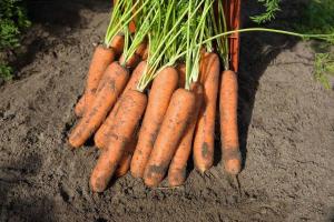 Морковь норволк F1 2,0-2,2 (1 000 000 семян) Bejo