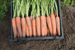 Морковь неликс F1 1,6-1,8 (1 000 000 семян) Bejo