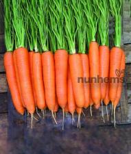 Морковь элеганс F1 2,0-2,2 (1 000 000 семян) Nunhems