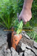 Морковь навал F1 1,6-1,8 (1 000 000 семян) Bejo