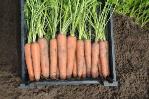 Морковь нектар F1 2,4-2,6 (1 000 000 семян) Bejo