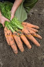 Морковь базель F1 1,6-1,8 (1 000 000 семян) Bejo