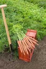 Морковь ибица F1 1,6-1,8 (1 000 000 семян) Bejo