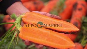 Морковь намибия F1 1,8-2,0 (1 000 000 семян) Bejo