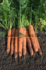 Морковь намур F1 1,8-2,0 (1 000 000 семян) Bejo