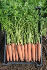 Морковь бермуда F1 1,8-2,0 (1 000 000 семян) Bejo