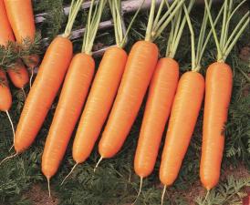 Морковь найроби F1 1,8-2,0 (1 000 000 семян) Bejo