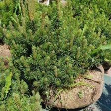 Сосна горная Мугус (Pinus mugo Mughus) (80-100см, саженец конт. 45л)