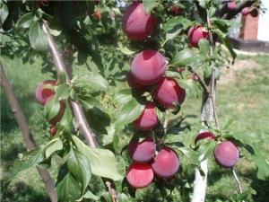 Алыча Prunus divaricataм Ариадна (8 лет)