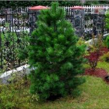 Сосна лейкодермис Компакт Джем (Pinus leucodermis Compact Gem) (70-80см, саженец конт. 45-80л)